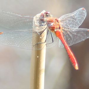 Ruddy darter - Sympetrum sanguineum