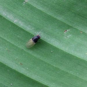 Minettia longipennis