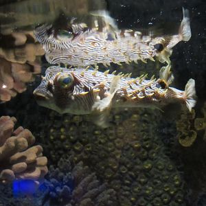 Curious Creatures Species ID Needed