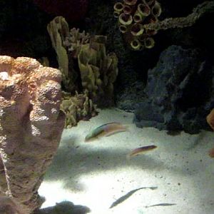 Curious Creatures Species ID Needed