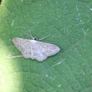 Small dusty wave - Idaea seriata