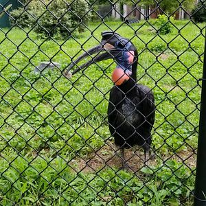 Male Abyssinian ground hornbill in front exhibit