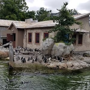 African penguins