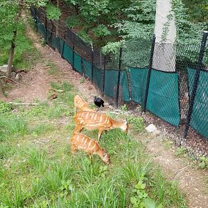 Sitatunga and Abyssinian Ground Hornbill
