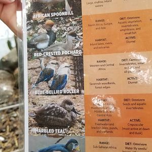 Other side of African aviary ID guide