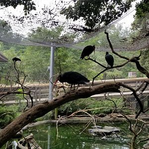 Upper view of African aviary