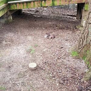 A surprise in the African aviary!