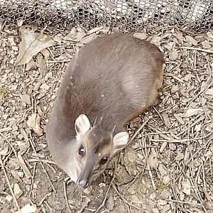 Zoom in of other blue duiker