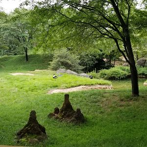 Exhibit for addra, lesser kudu, and saddle-billed stork