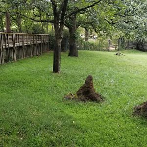 Front of addra/kudu, with cheetahs on the other side