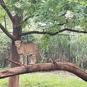Cheetah up a tree