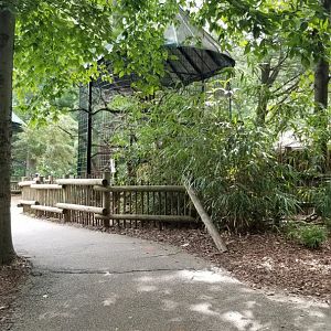 Walking up to ringtail lemur exhibit