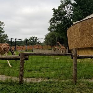 Female giraffes