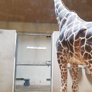 Male giraffe inside