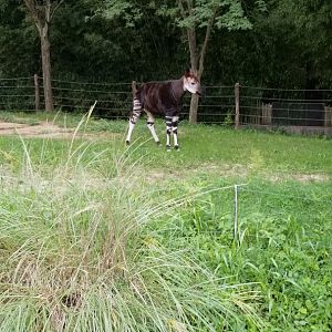 Okapi