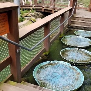 Lily pad crossing in Maryland aviary