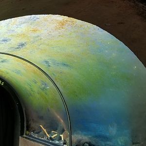 Underwater "viewing" for river otters