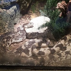 Northern pine snake
