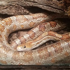 Corn snake