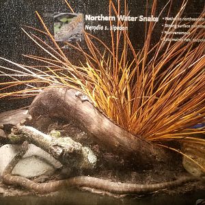 Northern water snake