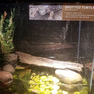 Spotted Turtle