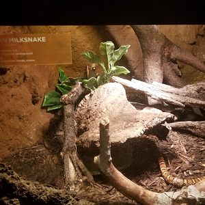 Eastern milksnake