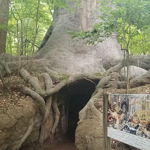 Giant tree exhibit