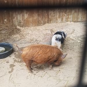Kunekune pigs