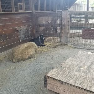 Pygmy goat and Cotswold sheep