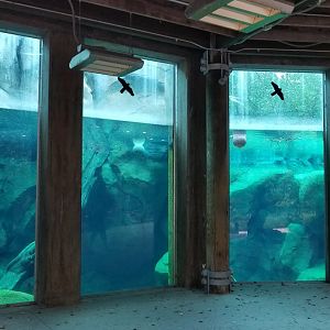 Underwater polar bear viewing area