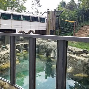 Grizzly bear exhibit