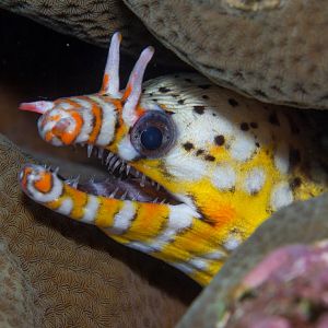 Dragon Moray