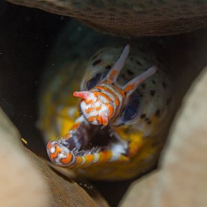 Dragon Moray