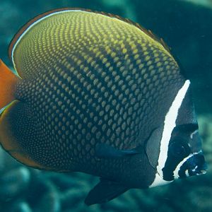 Red-tailed Butterflyfish