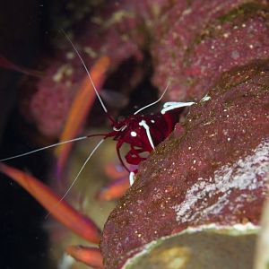 Scarlet Shrimp (= Debelius Shrimp)