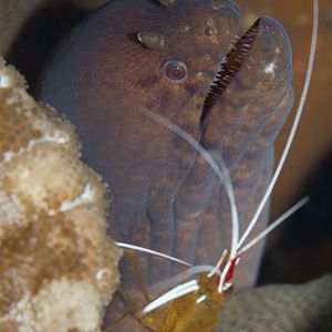 Ambon Cleaner Shrimp and Masked Moray