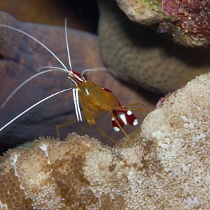 Ambon Cleaner Shrimp