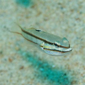 Black-striped Glidergoby