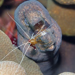 Masked Moray and Ambon Cleaner Shrimp