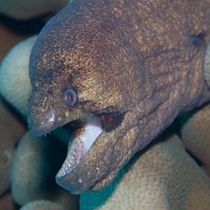 Masked Moray