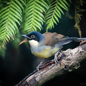 Blue-Crowned Laughingthrush - 12/08/2018