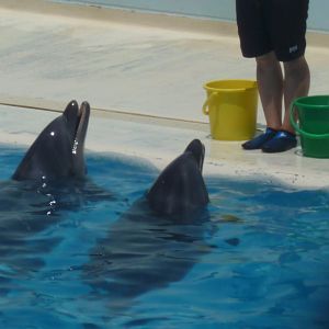 Dolphins waiting for reward