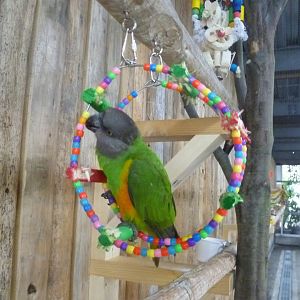 Senegal parrot July 2016