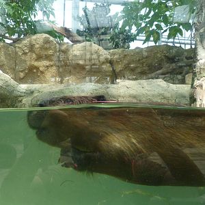 American beaver July 2016