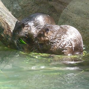 American beaver July 2016