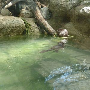 coast and corner of beaver enclosure July 2016