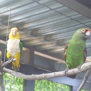 red fronted parrot and green thigh parrot  July 2016