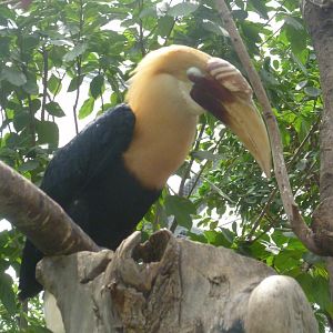 Blyth's Hornbill July 2016
