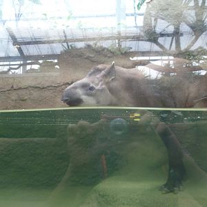 Tapir in water  July 2016