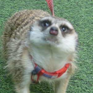"ambassador" meerkat  July 2016